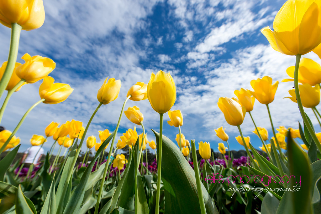 Windows Xp Flower Wallpaper Beautiful Insanity