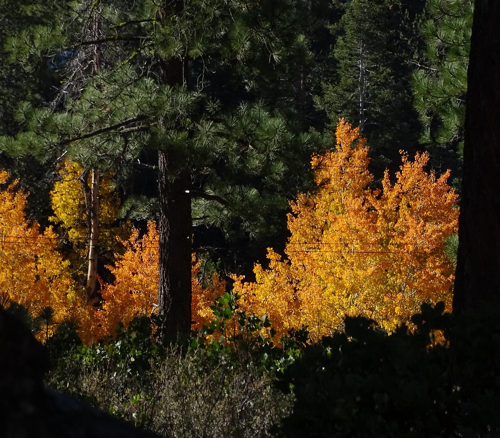 Trout Creek Trail The view along Trout Creek Trail, Trucke… Flickr