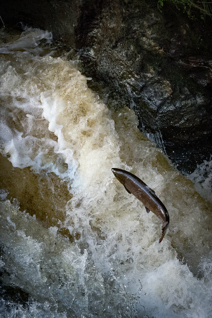 Salmon Leap Jumping up a waterfall at Buchanty Spout jasty78 Flickr