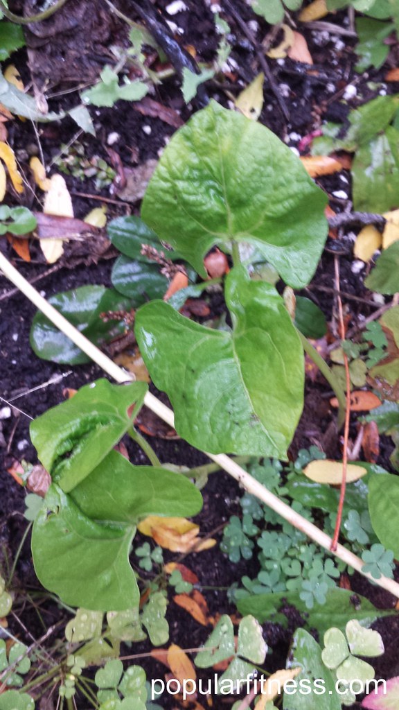 Beans Fooled by Warm October Weather These 2 bean plants s… Flickr