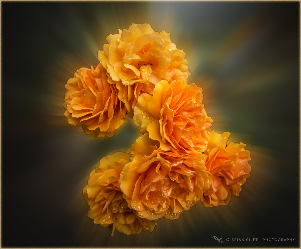 Golden Roses at Hill Farm, Bewdley, Worcestershire. brianac37 Flickr