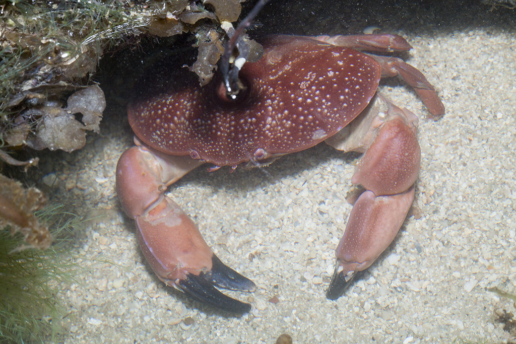 IMG_8902 Atergatis Integerrimus red egg crab budak