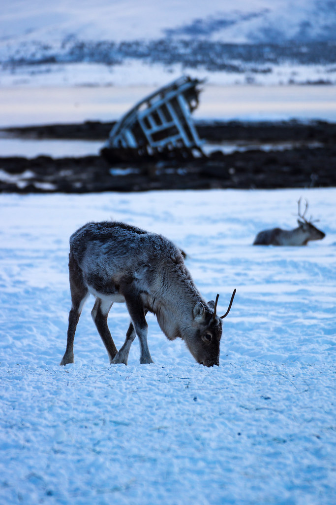 Deer and wreck Christian S. Flickr
