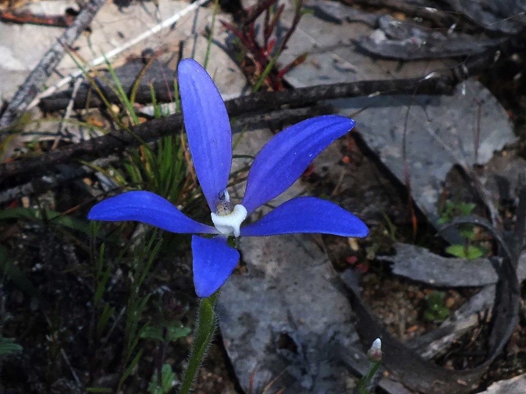 Blue China Orchid Cyanicula gemmata AdamsWife Flickr