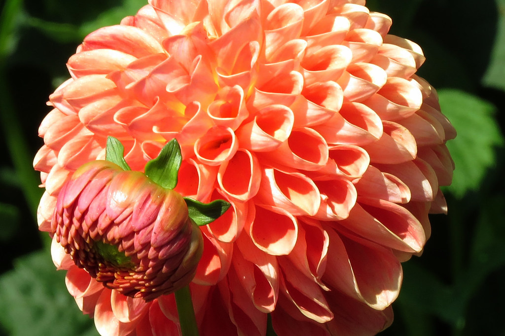 Eden Barbarossa ball dahlias San Francisco's Golden Gate P… Flickr