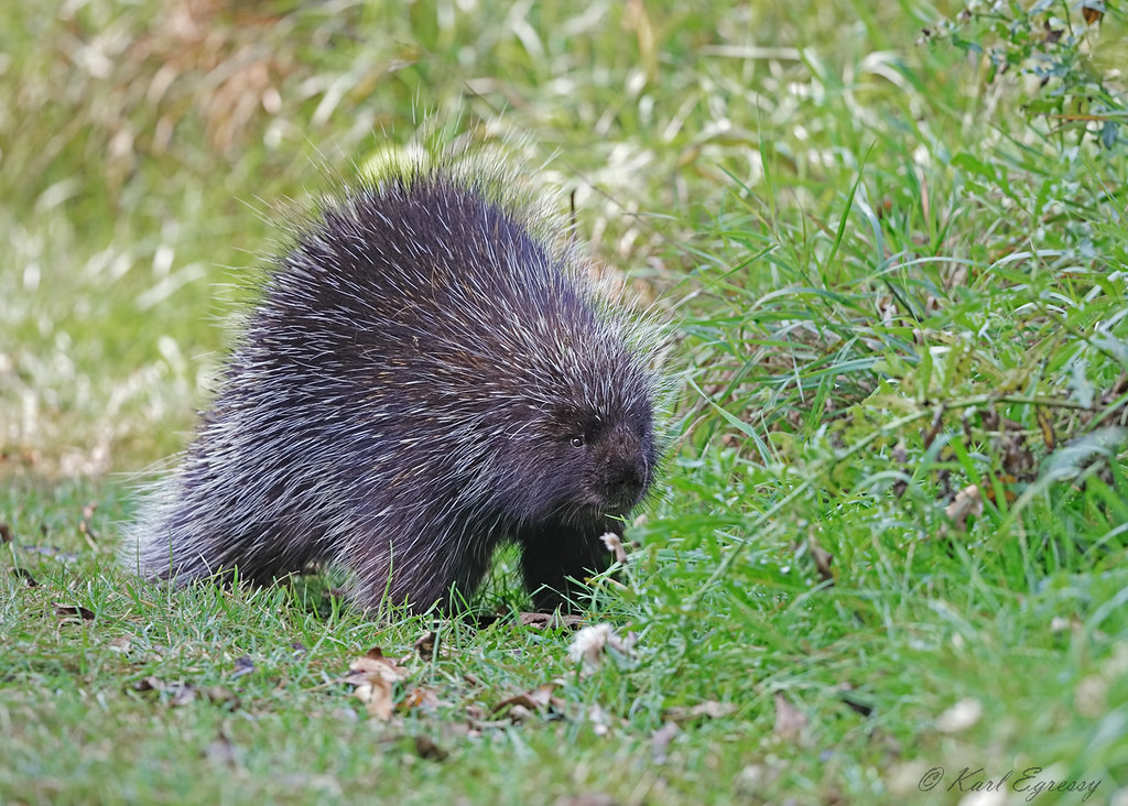 Porcupine. Photo by Karl Egressy The Arboretum University of Guelph