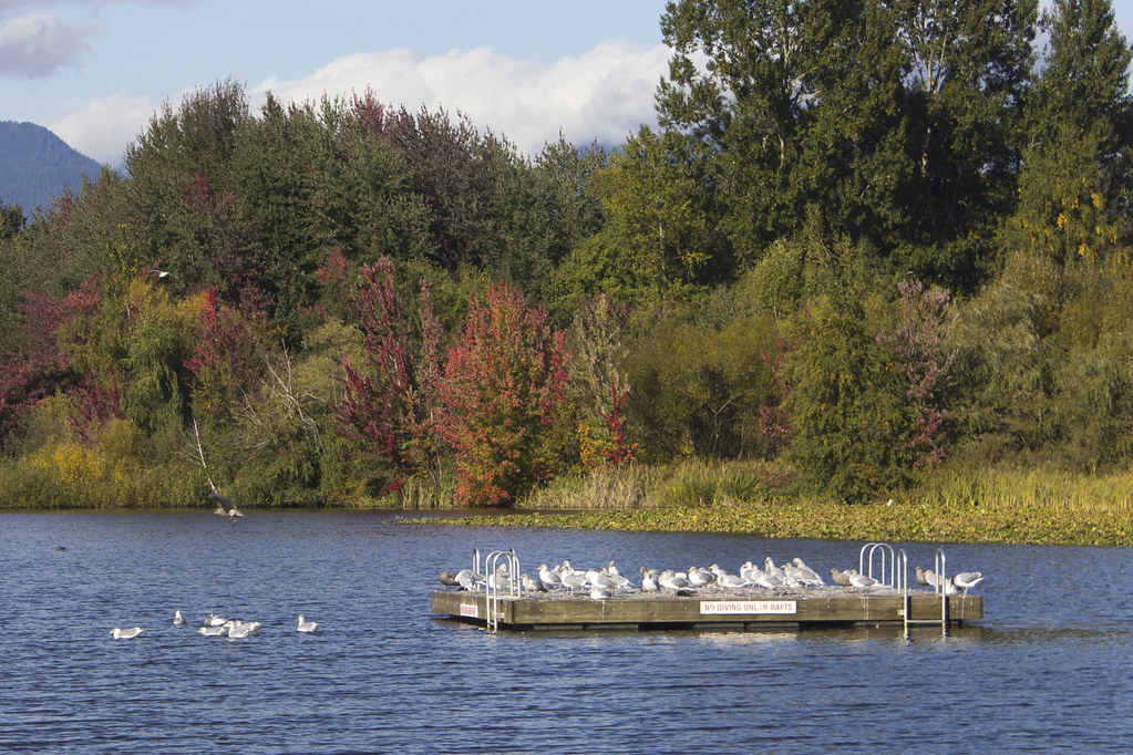 Trout Lake, south end, Vancouver Sunday afternoon in Octob… Flickr