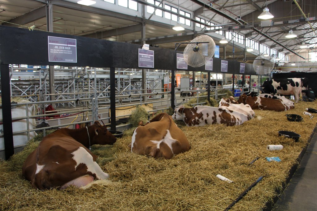 Dairy Cattle New York State Fair Marc Hagen Flickr