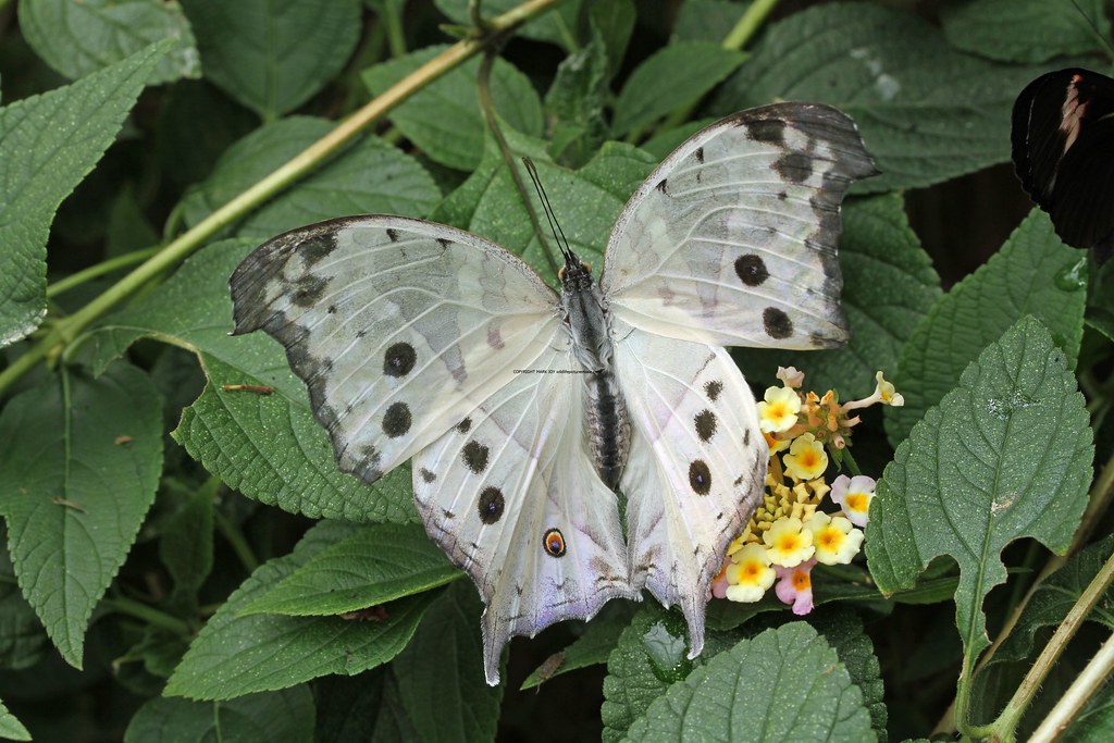 Protogoniomorpha parhassus (was Salamis parhassus) Forest … Flickr