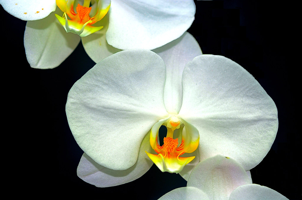 White Orchid Another beautiful orchid at the 2017 Oregon S… Flickr