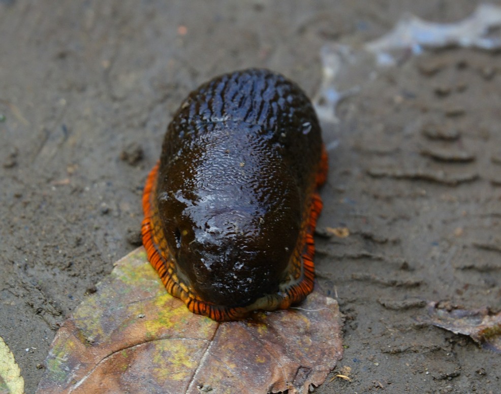 Slug eats a leaf. (DSC01335) Robert Henderson Flickr