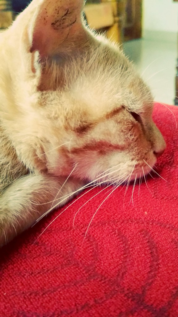 Depressed cat (OR sleeping cat ) My Cats make me haapy a… Flickr