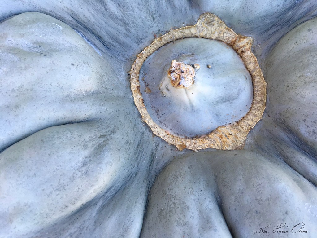 A Jarrahdale Blue Pumpkin Version 2 A Jarrahdale Blue Pum… Flickr