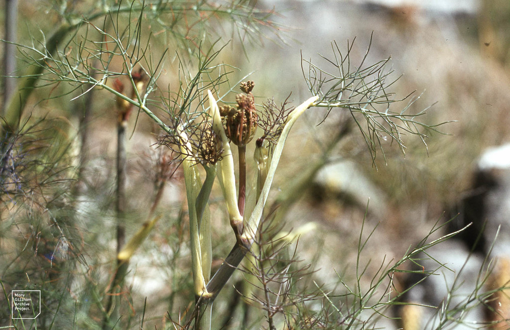 Fennel in bud. Aniseed smell. Cristin Dr Mary Gillham Archive Project