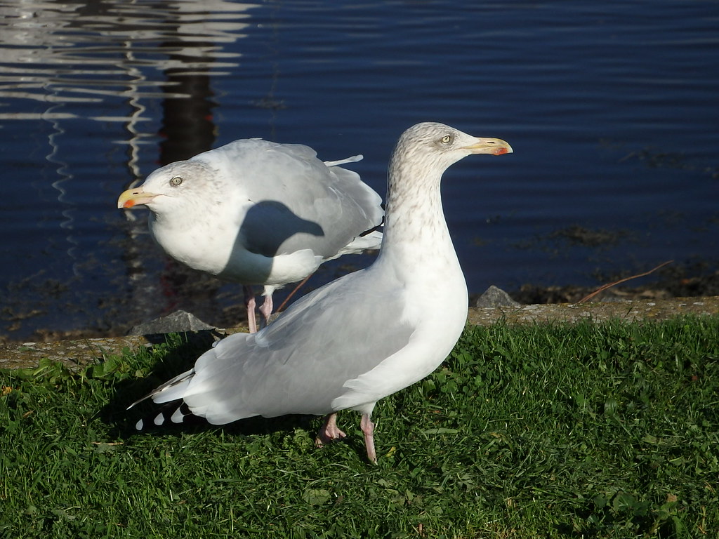 Me And My Shadow Herring Gulls on the bank of Whitby Marin… Glass Horse 2017 Flickr