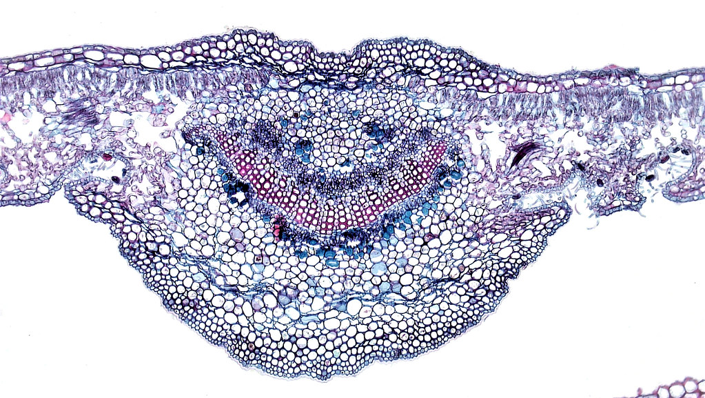 Flickriver bccoer's photos tagged with plant