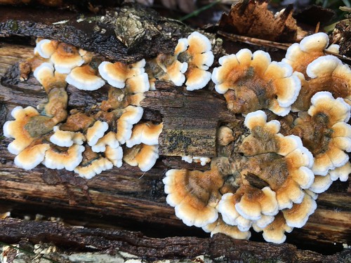 Jag vill bo i en svamp Hej, Här kommer Hammenhögs friskola… Flickr