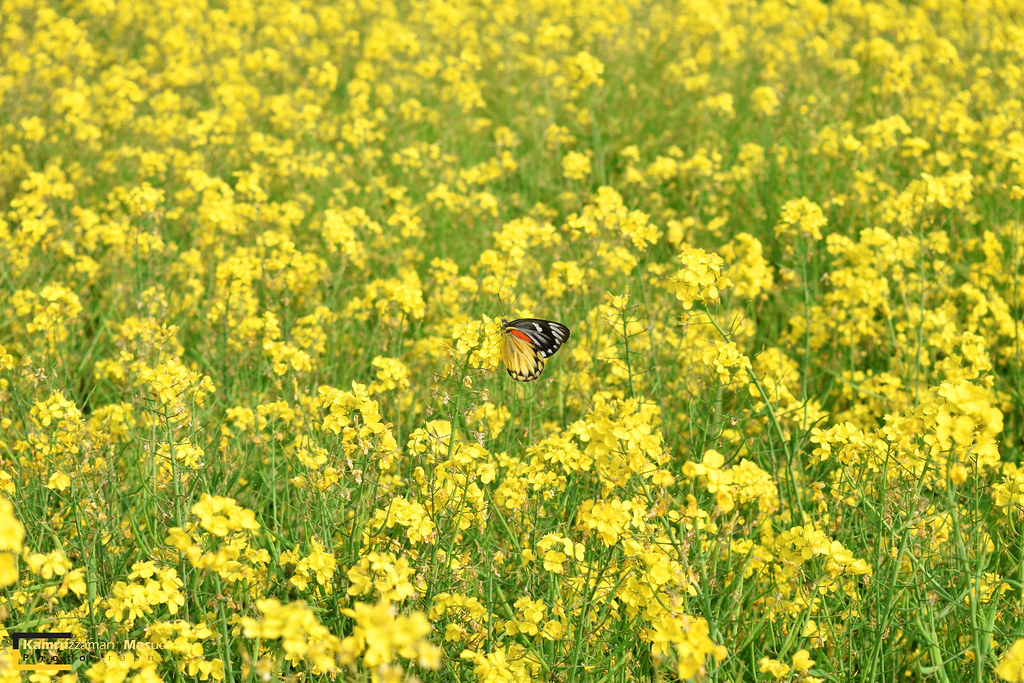 Mustard oil flowers & Red Spot Jezebel Kamruzzaman Masud Photography