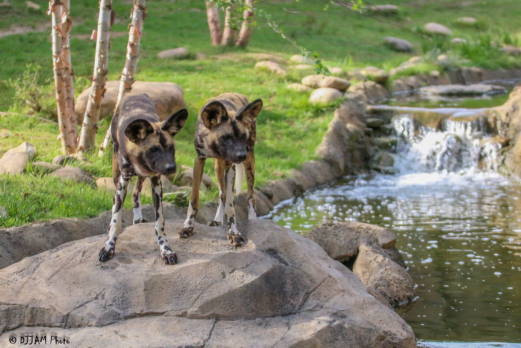 Cincinnati Zoo 624154221 African Painted Dogs joemastrullo Flickr