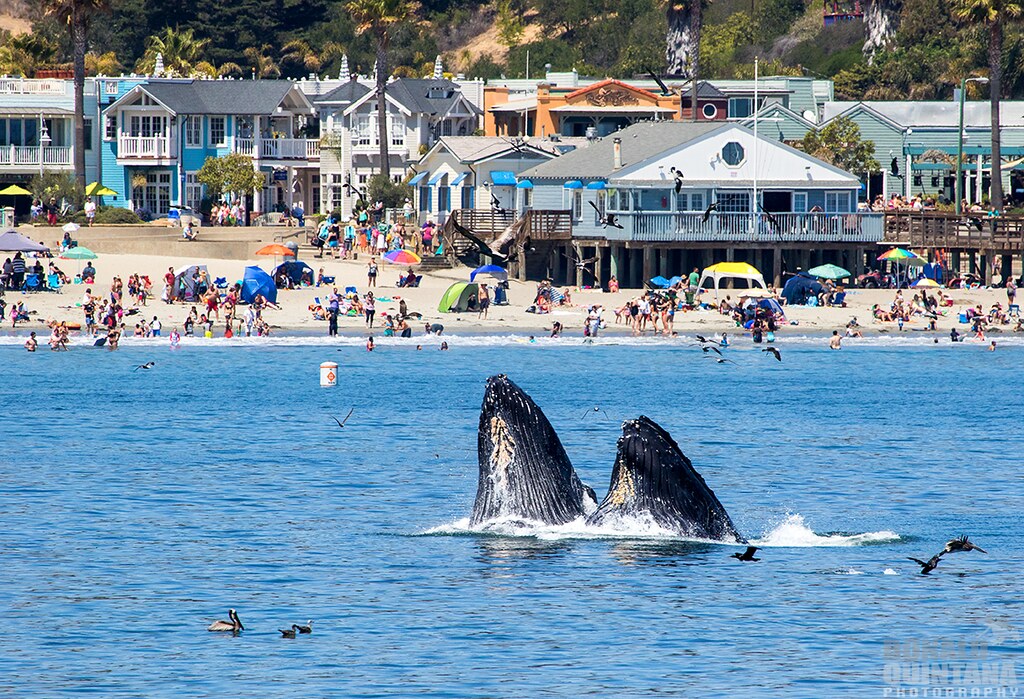 Humpback Whales, Megaptera novaeangliea, Avila Beach, CA Flickr