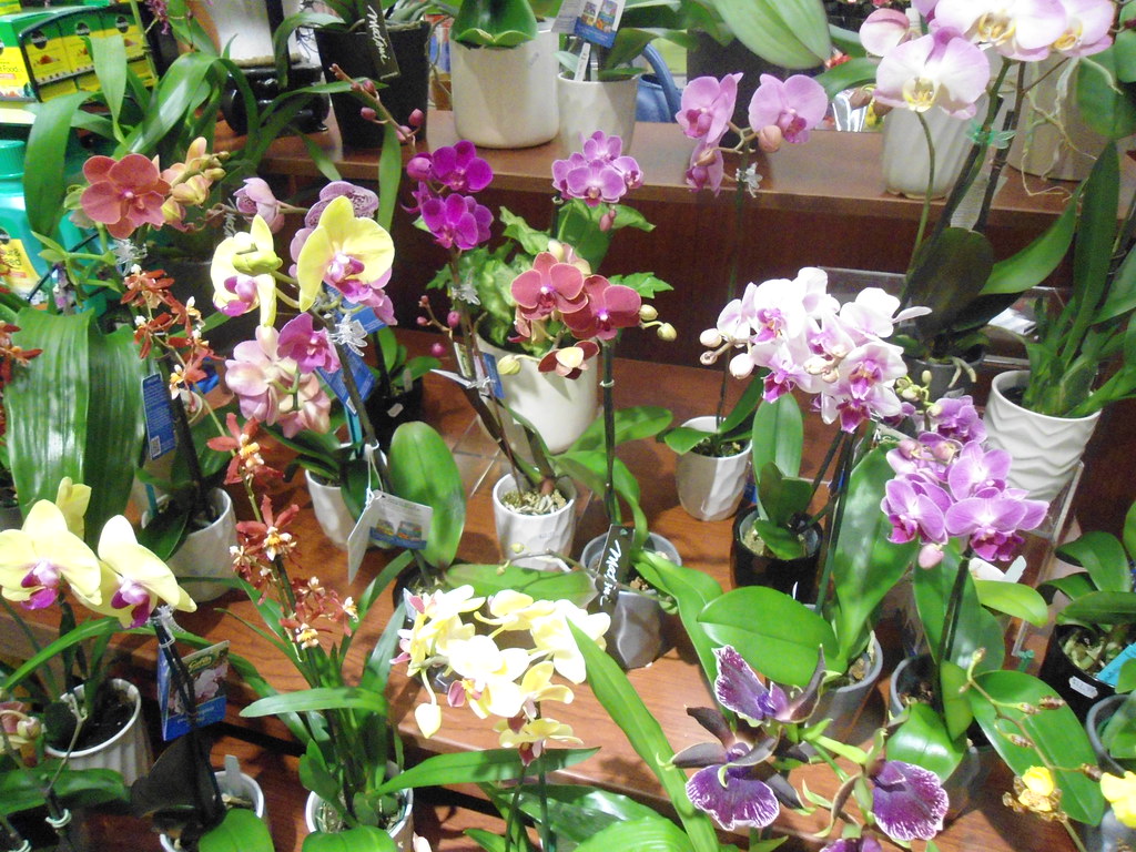 Ralphs Market flowers and orchids in Palm Springs, CA Flickr