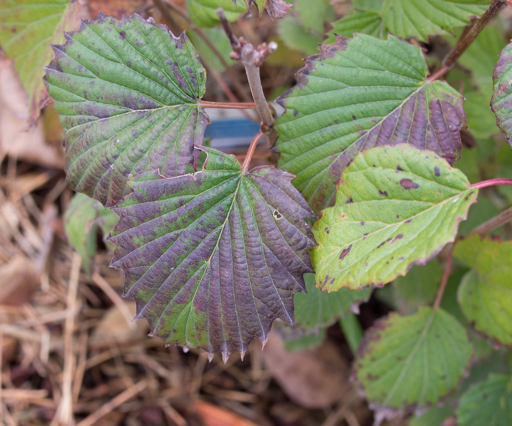 Viburnum dentatum 'Ralph Senior', 2017 "Viburnum dentatum … Flickr