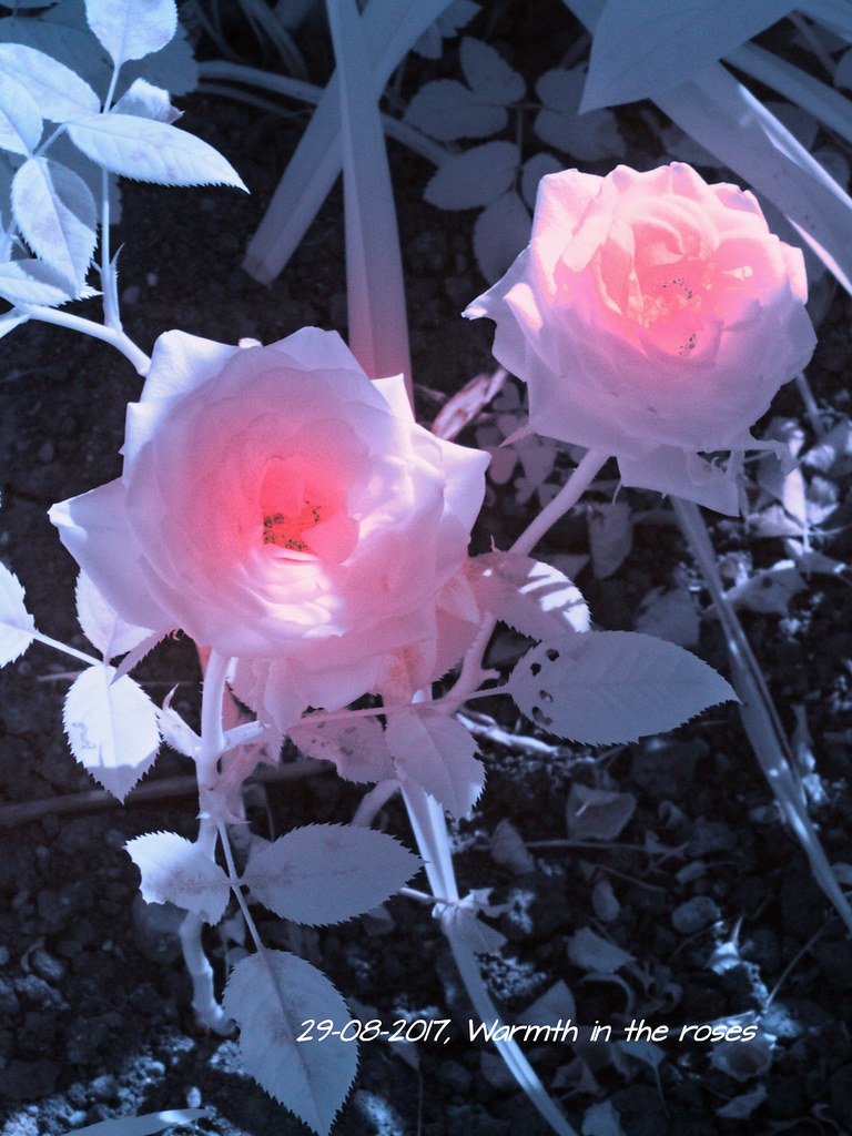Warmth in the Roses the heat in the roses can be bigger th… Flickr