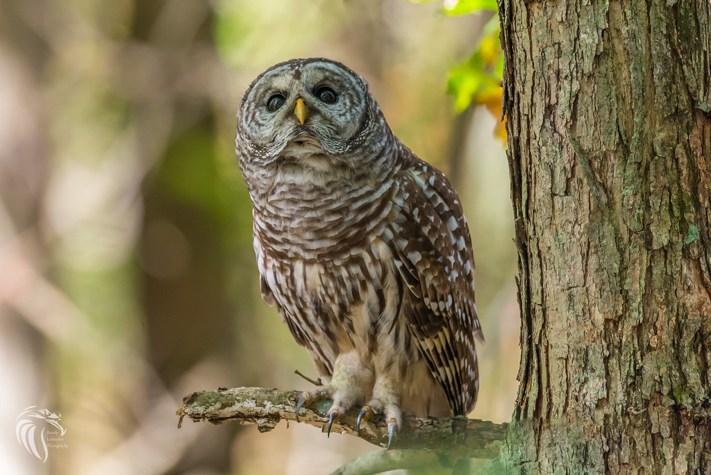 Barred Owls of New Jersey 2017 14 Barred Owl The Barred??? Flickr