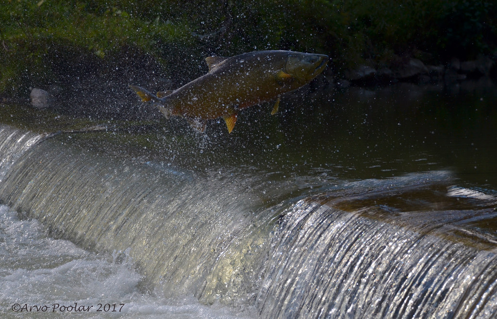 Duffin's Creek monster salmon jump Duffin's Creek dam to t… Flickr