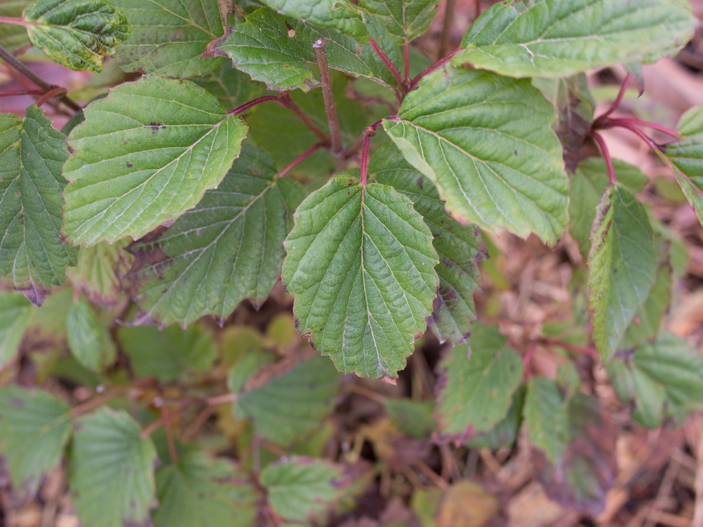 Viburnum dentatum 'Ralph Senior', 2017 "Viburnum dentatum … Flickr