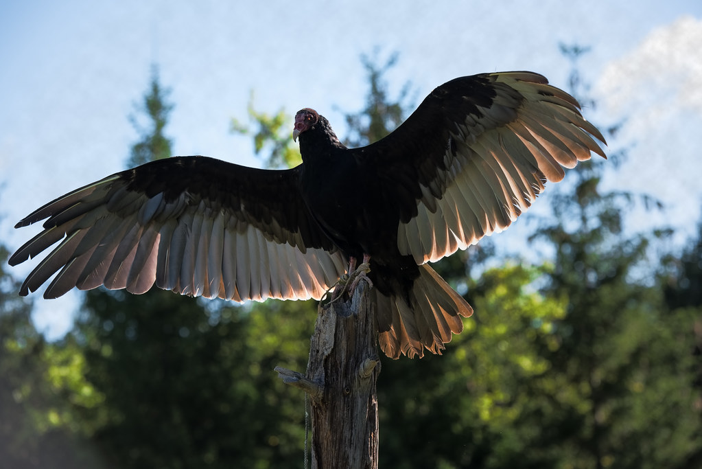Turkey Vulture Raptors Photo Shoot Turkey Vulture Helen Briggs