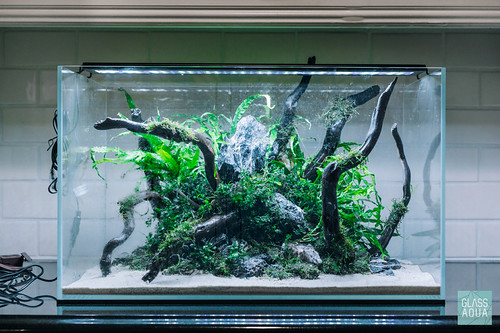 Ultum Nature Systems 60U Planted Aquarium 20.5 Gallon Plan… Flickr
