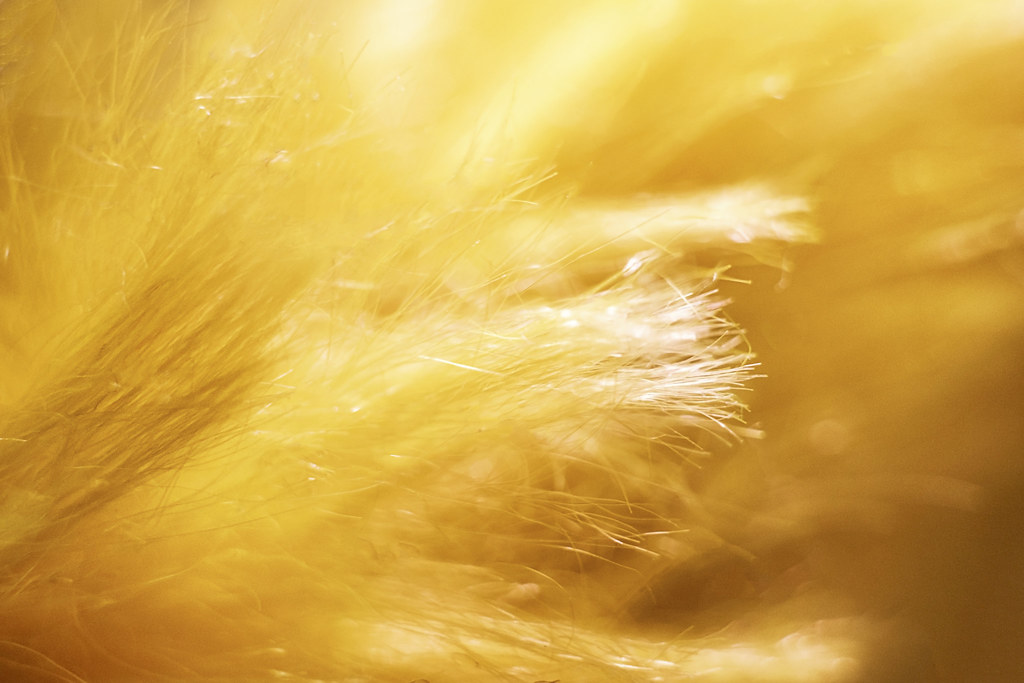 Deepest Yellow My 2nd "Deepest" color image, since the pre… Flickr