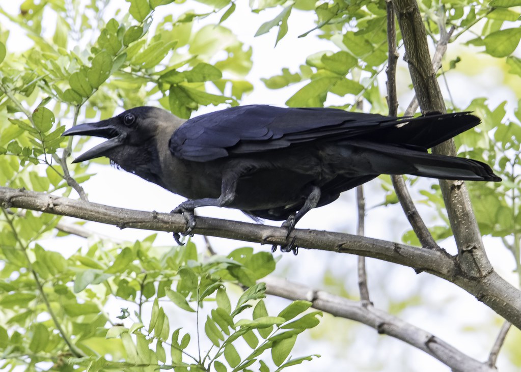 House Crow The house crow, also known as the Indian, greyn… Flickr