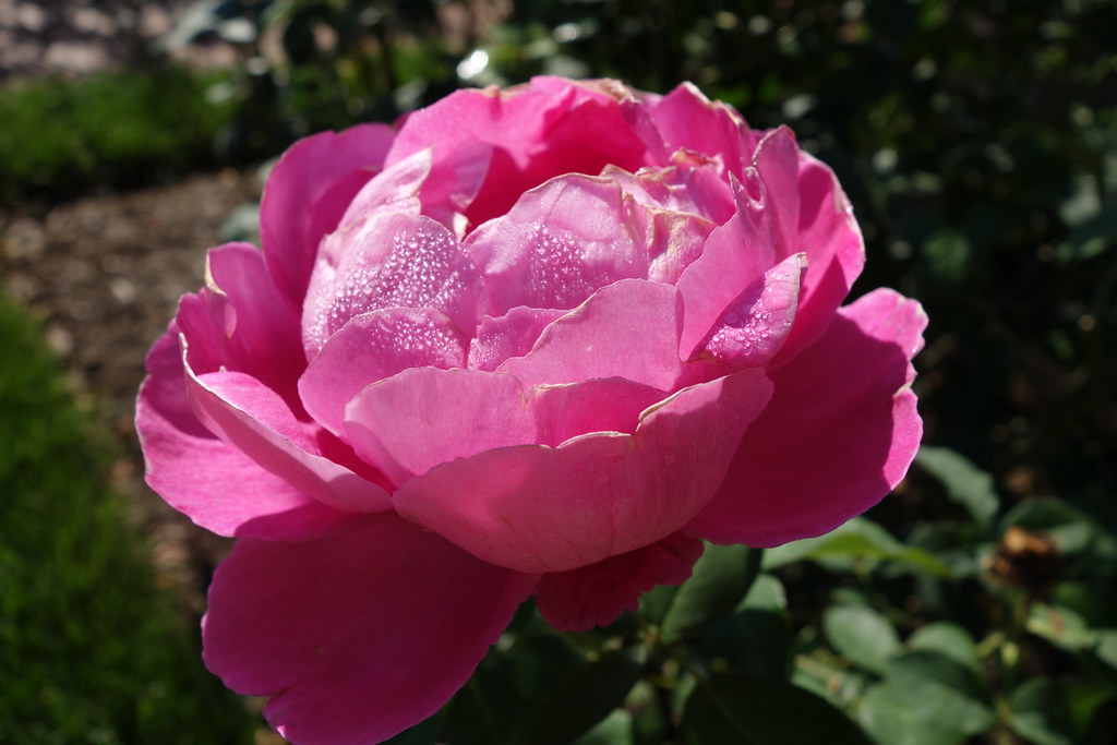Biltmore Gardens Pink Rose * T * Flickr