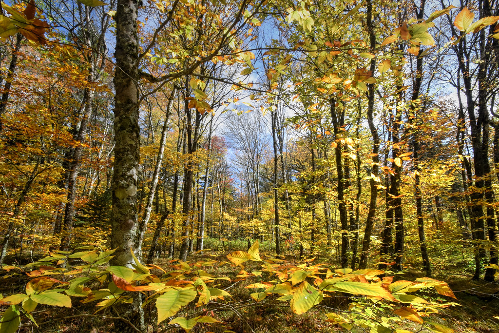 Along Flat Creek Trail Autumn, Great Smoky Mountains Natio… Flickr