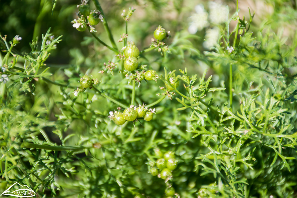 Young Coriander Seed Washington State Department of Agriculture Flickr