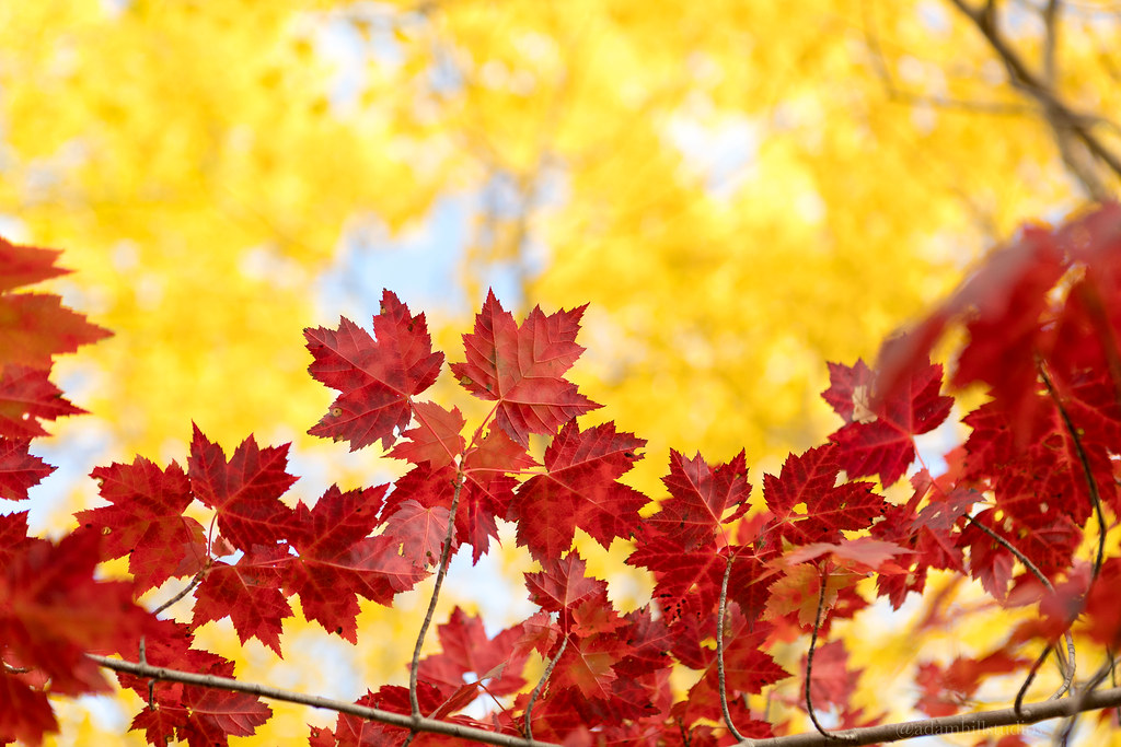 Red Maples Adam Hill Flickr