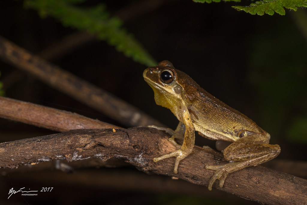 Whistling Tree Frog Litoria verreauxi. Main Range National… Flickr