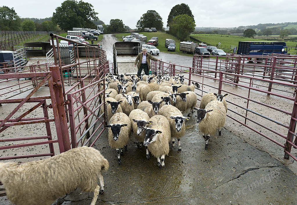 Lazonby Auction Mart, Cumbria. Sale of 9,000 mule gimmer l… Flickr