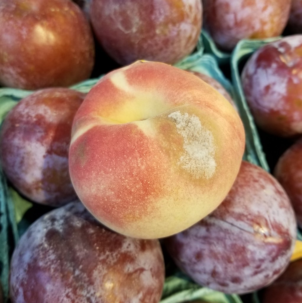 Flickriver Photoset 'Peach Brown rot caused by Monilinia fructicola