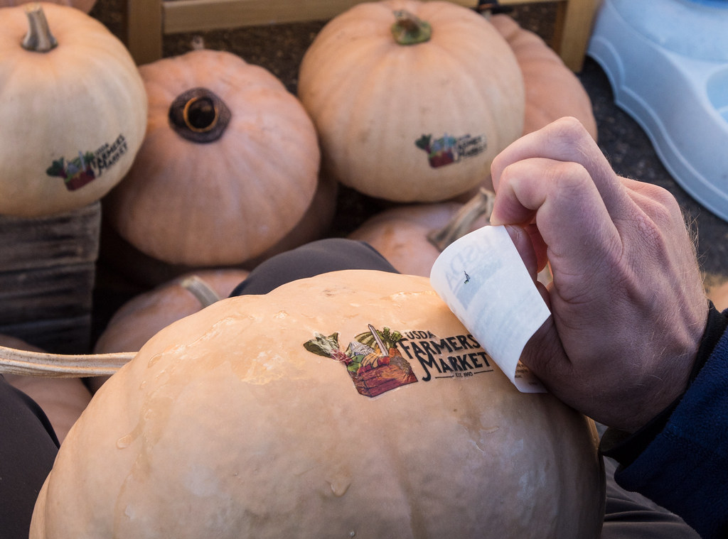 Are Pumpkin Seeds Safe for Dogs? Everything You Need to Know The Dogs