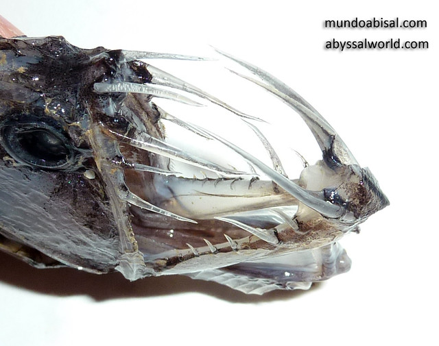 Viper fish Teeth Tooth Deep sea Monster mouth Flickr