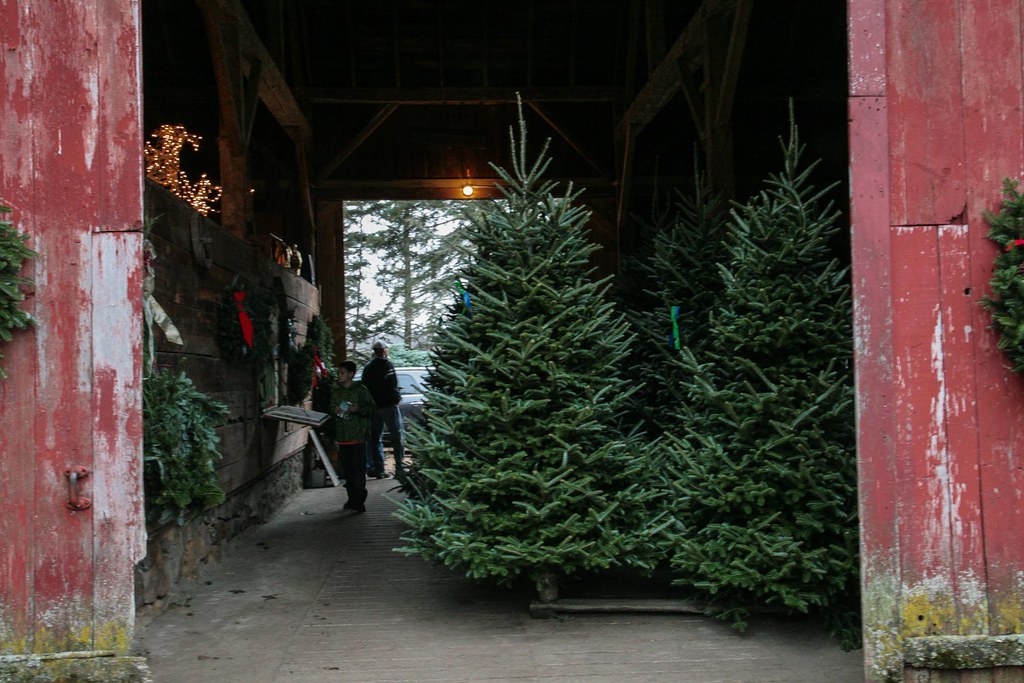Family Cutting Down Christmas Tree Vormittag Tree Farm Dec… Flickr