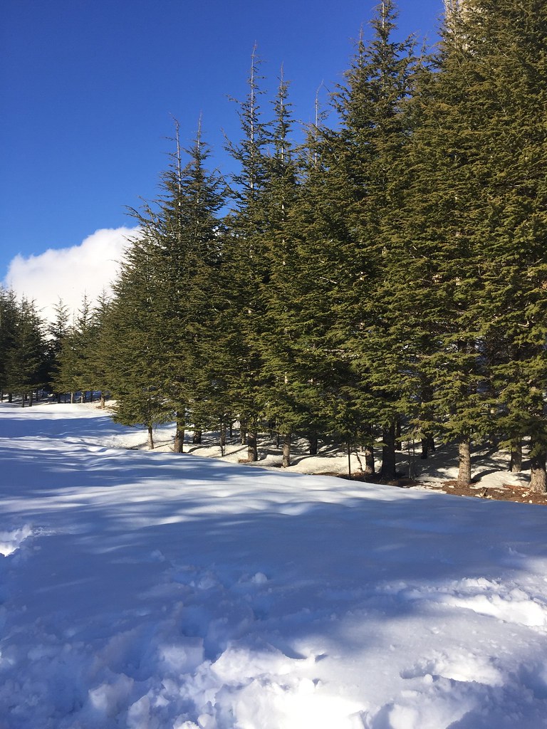 Untitled bejjani roula Flickr