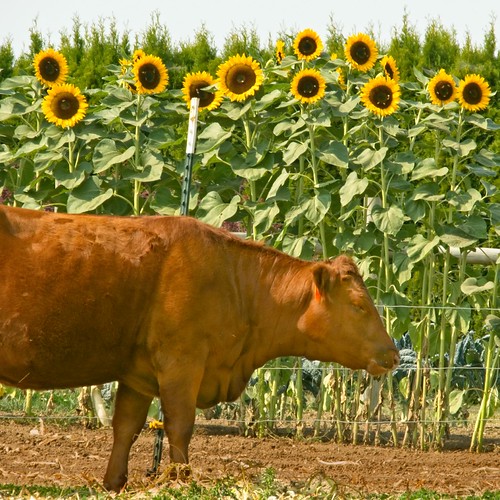 Cow and Sunflowers 236 A Cow and field of sunflowers in Ma… Flickr