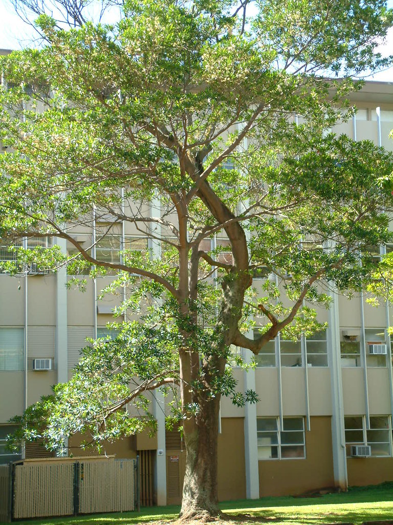 Elaeocarpus angustifolius tree The blue marble tree is an … Flickr