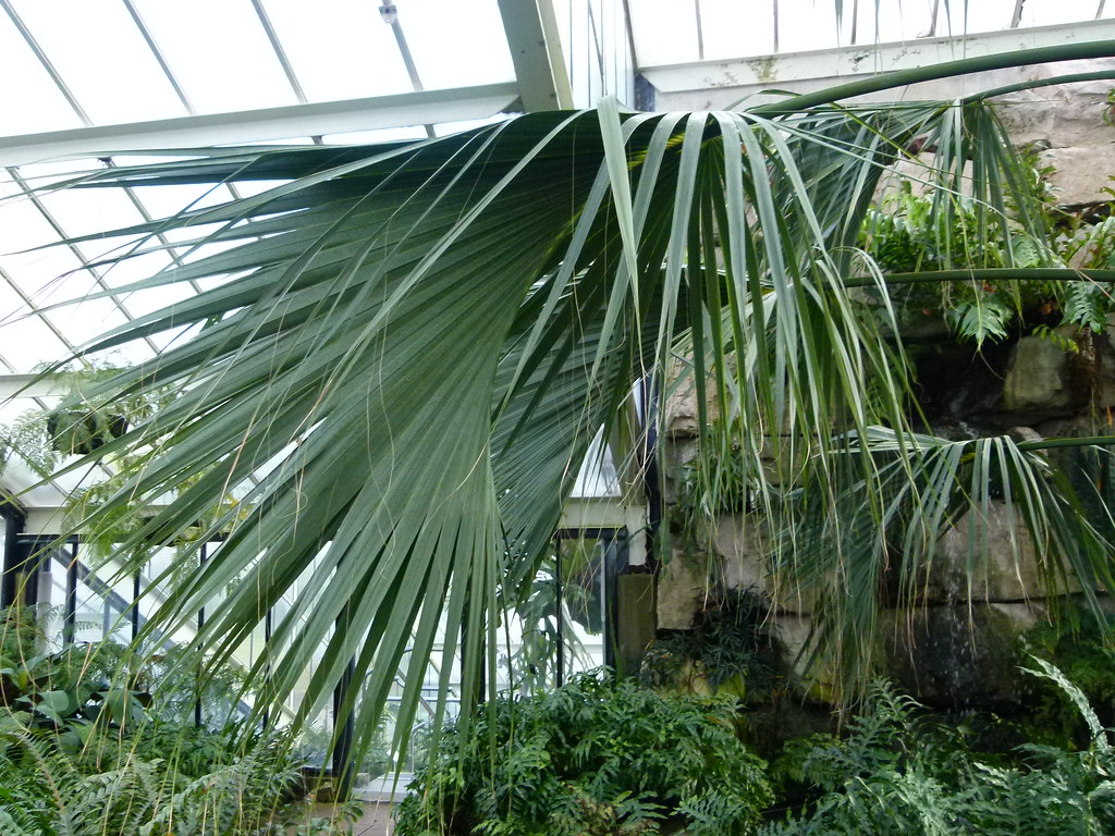 Sabal rosei Kew Gardens EN Plant sheet FR Fiche descript… Flickr