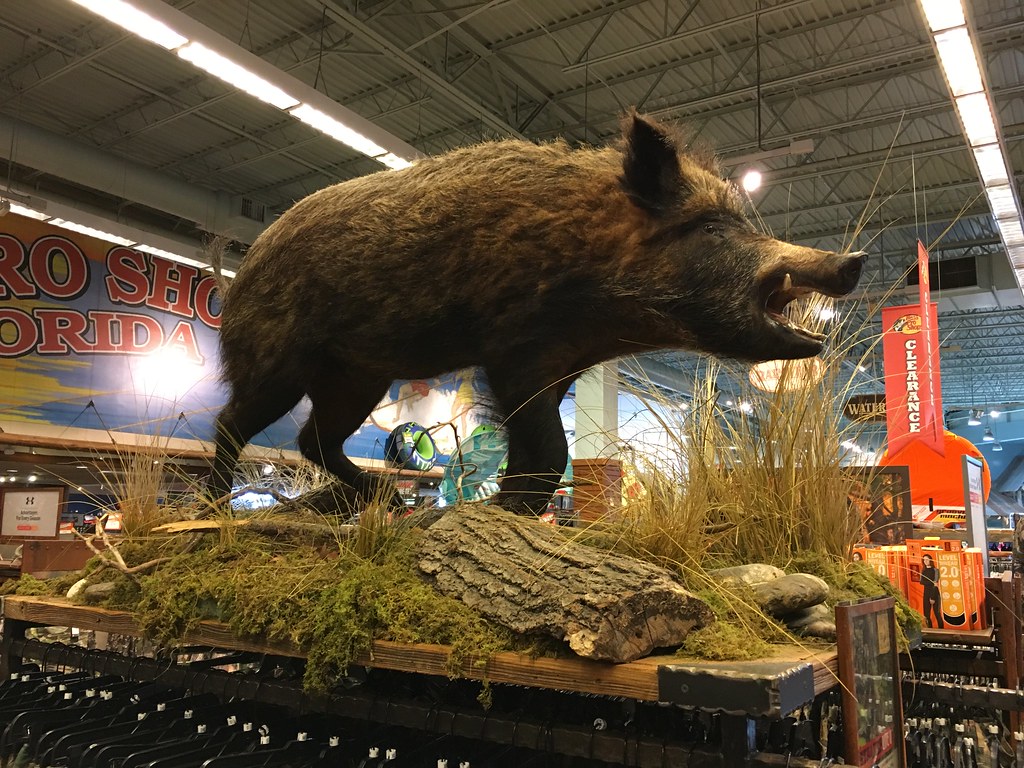 Bass Pro Shops Dania Stuffed boar? Phillip Pessar Flickr