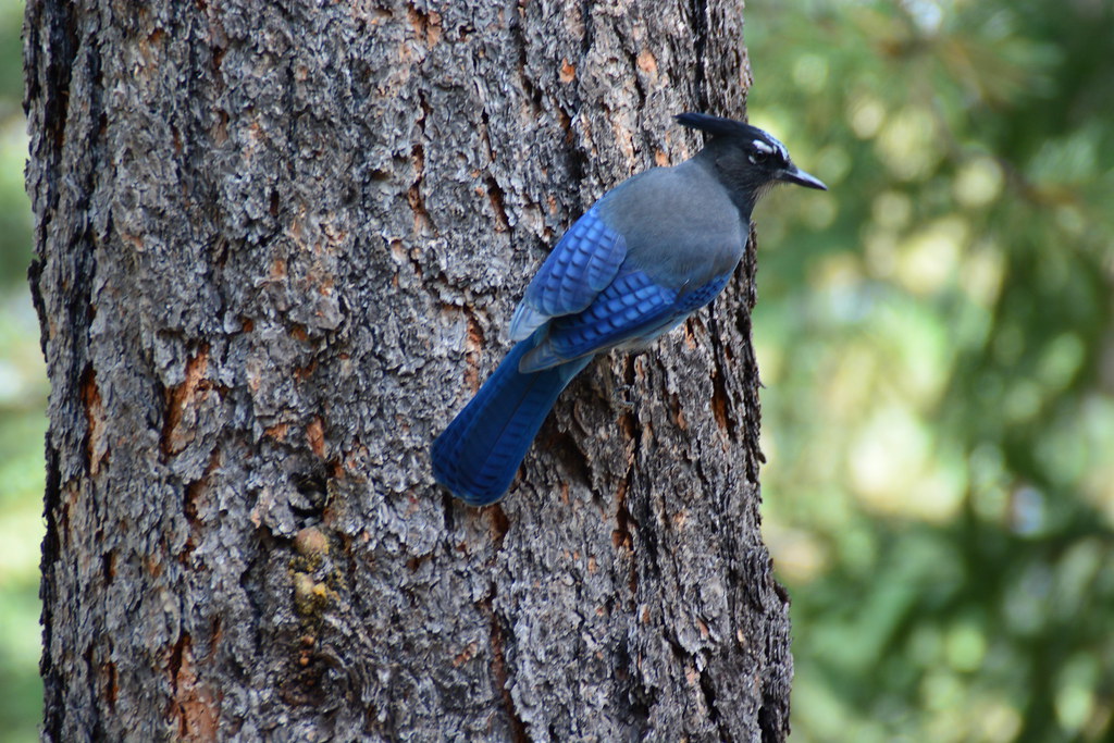 Arizona Trip September 2017 Flickr